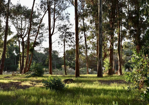 Terreno En Venta En Reserva Montoya - Lote 263