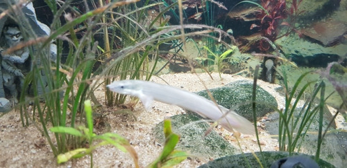 Pez Dragón Polypterus Senegalus Importado