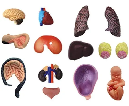 4d Anatomia Cuerpo Femenino Mujer Embarazada Embarazo 26084