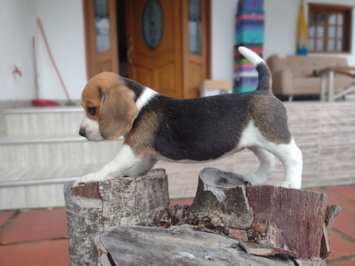 Hermosa Cachorra Beagles 