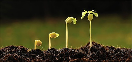 Imagen 5 de 10 de Sustrato Cultivate Autoflorecientes 80 Litros Organico