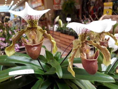 Paphiopedilum (sapatinho) Orquídea Terrestre (sem Flor)