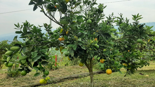 Casa Finca De 2800m2, Silvania, Cundinamarca