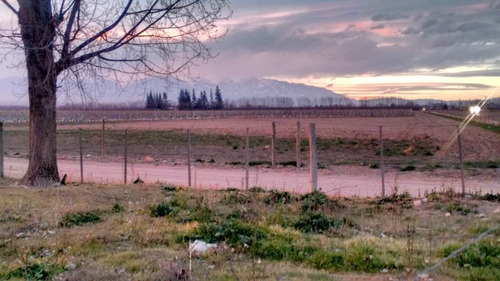 Imagen 5 de 8 de 61 Has. En Tunuyan