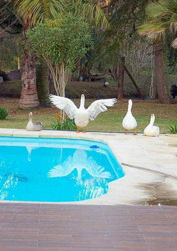 Chacra Con Bosque Natural De 23 Hás. Piscina San José Venta