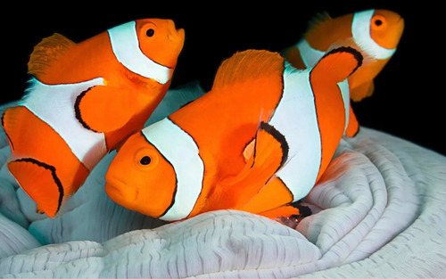 Imagen 2 de 5 de Pez Payaso Nemo - Amphiprion Ocellaris - Acuario Marino Reef