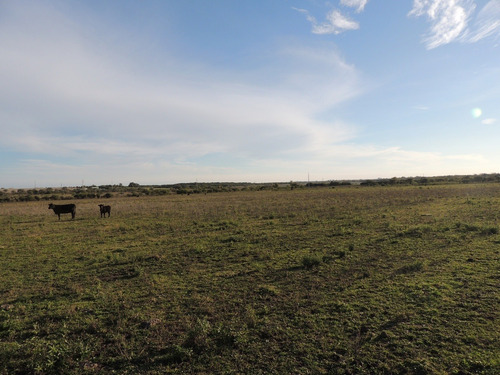 Campos Venta 60 Has Agrícolas Carmelo