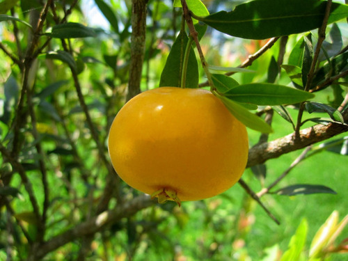 Uvaia (uvalha, Ubaia) - 1 Muda Premium - Produção Rápida