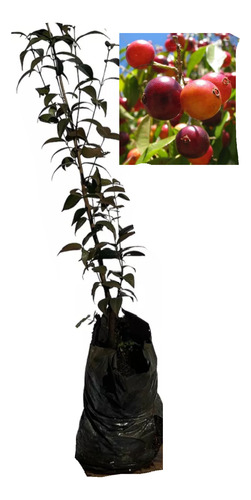 Plantin Ivaporoty, Eugenia Rivularis