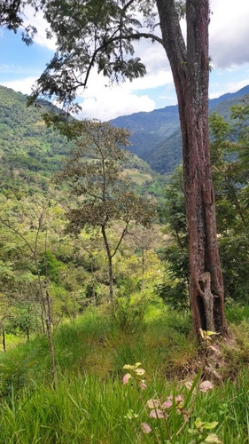 Imagen 4 de 9 de Venta Finca 2 Horas De Bogota