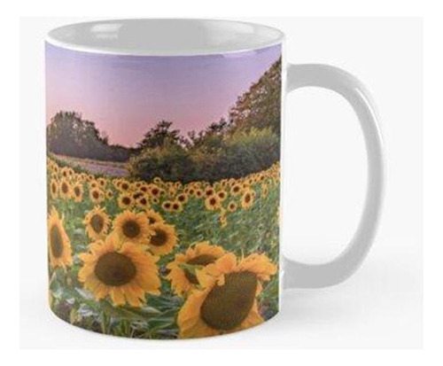 Taza Un Campo De Girasoles Al Atardecer. Calidad Premium