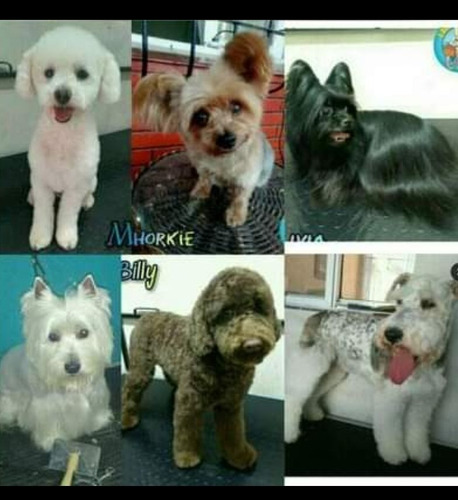 Peluquería Canina A Domicilio Consultar Zonas