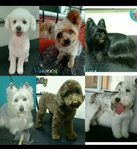Peluquería Canina A Domicilio Consultar Zonas