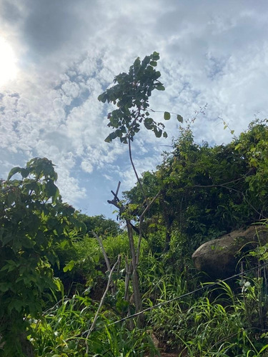 Venta De Terreno En Remate Col. Mozimba R.a