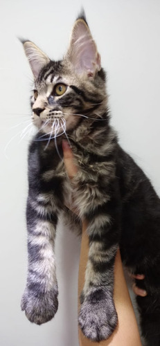 Filhote De Gato Gigante Maine Coon Macho Lindo (Usado)