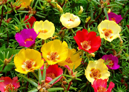 Purslane - Mezcla De Semillas De Flores Grandes De Portulaca