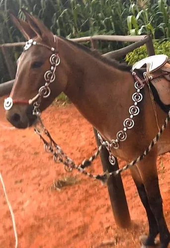 Traia De Frente Rédea E Cabeçada Para Passeios A Cavalo