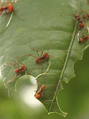 Tucan 3 - Cipermetrina 0.3%: Insecticida / Polvo (24 Kg)