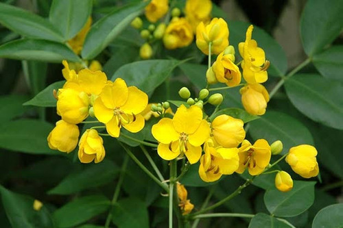 20 Semillas De Senna Septentrionalis, Lluvia De Oro Miniatur