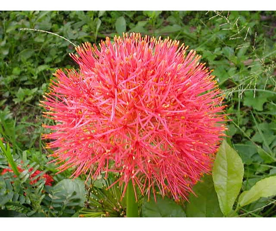 Flor Estrela De Natal Bulbo Jardim Jardinagem | MercadoLivre 📦