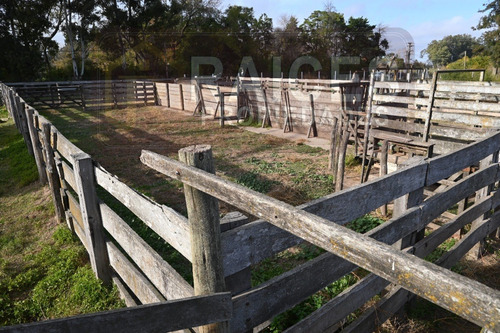 Imagen 9 de 12 de Feedlot En Alquiler! Ruta N. Nº 7 Km 87 A Cercania Del Peaje De San A. De Giles.