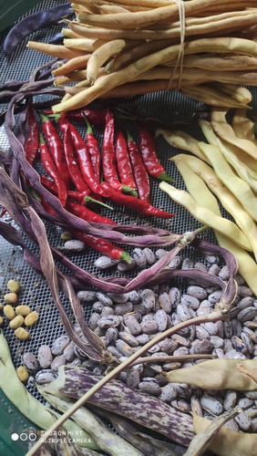 Mix Semilla Porotos Variado A Elección Cinco Variedades