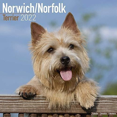 Norwich Terrier Calendar - Norfolk Terrier - Dog...