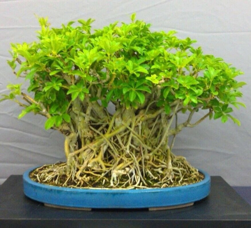 Arbol Para Bonsai Scheflera Arboricora