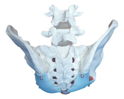 Anatomia Da Pelve Feminina Com Útero,ovário E Ossos Quadril