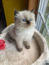 Comprar Gato Gatito Ragdoll Machito !! - N0 Persa Himalayo Birmania