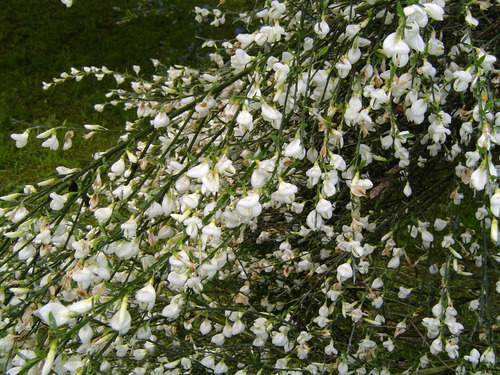 Retamo Blanco Planta Ornamental Flor