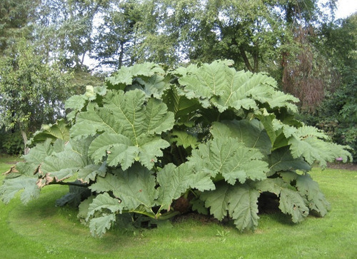 50 Semillas De Gunera Gigante