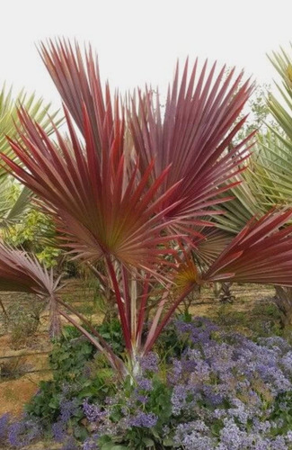 Palma Roja Plateada Verde. Variedades Palmas Abanico