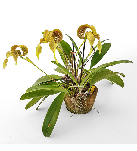 Orquídea Bulbophyllum Grandiflorum Planta Adulta Com Vaso