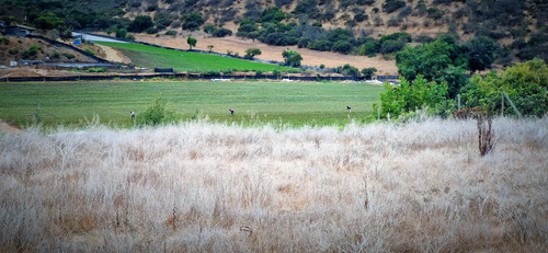 En Venta Parcela De 7.500 M2., En El Huape, Manzanar, Quillo