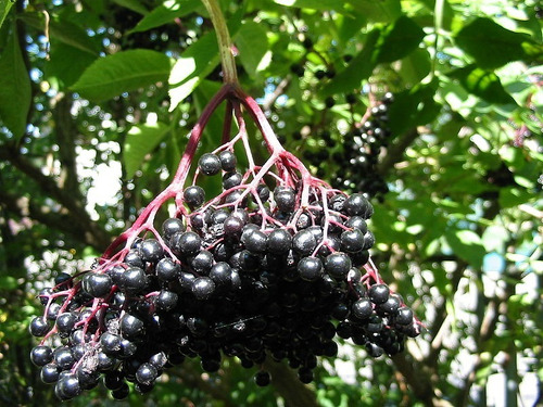 20 Semillas De Saúco Negro Sambucus Nigra Frutal Ornamental