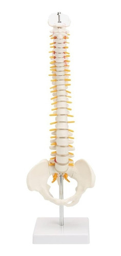 Maqueta Modelo Anatómico Columna Vertebral 45cm Con Cadera