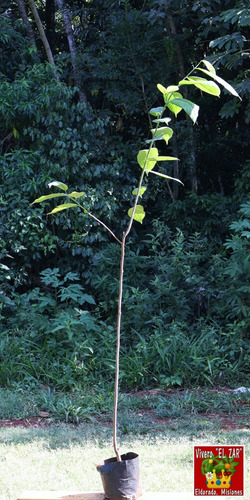 Combo Plantas Graviola (guanabano)+annona Escuamosa Envios