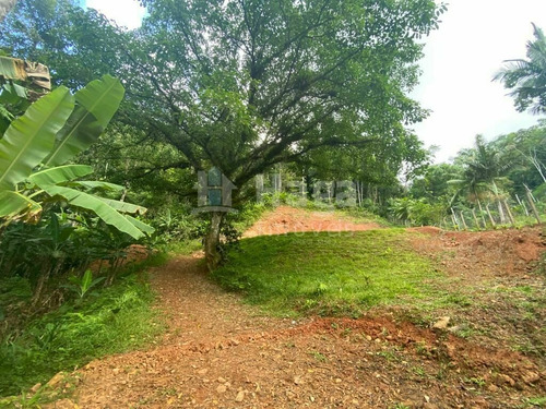 Imagem 2 de 17 de Chácara À Venda No Bairro Moura - Canelinha/sc - 2171c