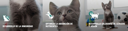 Imagen 4 de 4 de Alimento Pro Plan OptiStart Kitten para gato de temprana edad sabor pollo y arroz en bolsa de 3 kg