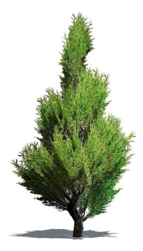 Plantines De Enebro (juníperus Communis L.)