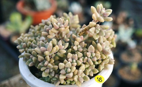 Imagem 5 de 8 de Suculentas Graptopetalum Mirinae Plantas Suculentas E Cactos
