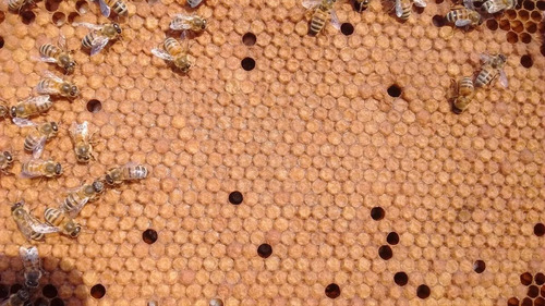 Núcleo De Abejas