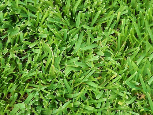Imagen 1 de 3 de Semillas Cesped Alto Transito Hoja Media A Ancha 1kg / 40m2