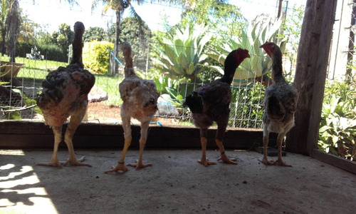 Ovos Galados De Galinha Gigante