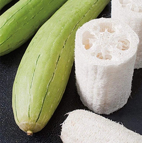 Semillas De Esponja Luffa Aegyptiaca