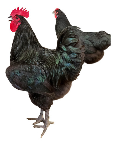 Ovos Galados Gigante Negro De Jersey (14 Ovos)