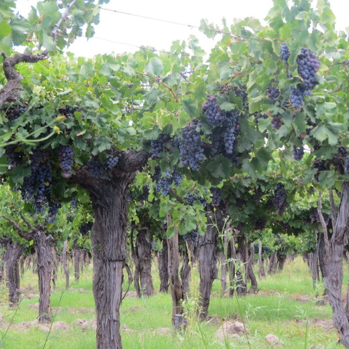 Imagen 4 de 10 de Vendo Finca 10 Ha - Viñedos De Excelente Produccion En Atuel Norte-san Rafael