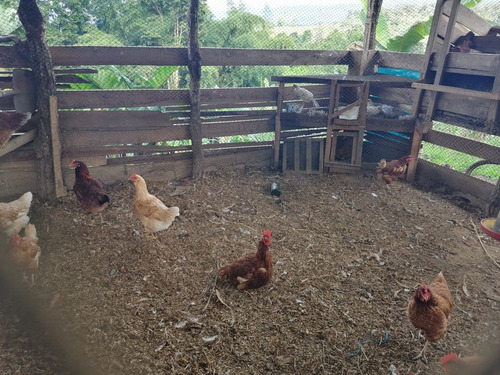 Imagen 2 de 8 de Mini Granja, 6.000 M2, Casa, Verduras, Frutas, Etc.