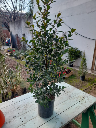 Planta Eugenias Ideal Para Cercos O Para Decorar Tu Jardín